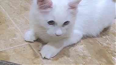 قطط نوع تركي اللون أبيض أنثى و ذكر لون العين أزرق العمر 4 شهور ونصف تم التطعيم الجوازات جاهزة
