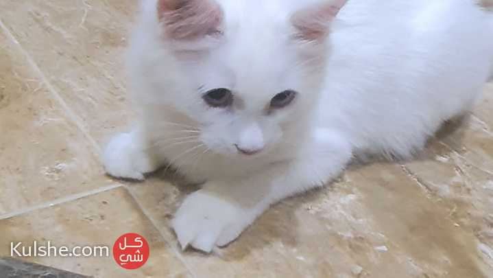 قطط نوع تركي اللون أبيض أنثى و ذكر لون العين أزرق العمر 4 شهور ونصف تم التطعيم الجوازات جاهزة - صورة 1