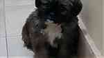 كلب بيكنواه زينة مع مستلزماته في الهرم - صورة 2