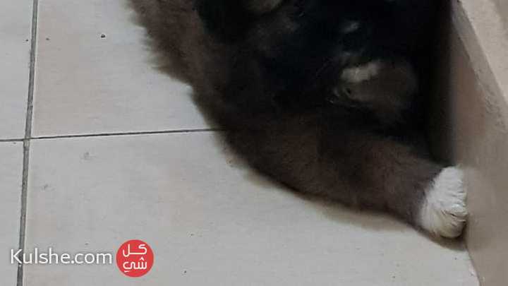 كلب بيكنواه زينة مع مستلزماته في الهرم - صورة 1