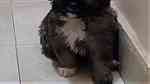 كلب بيكنواه زينة مع مستلزماته في الهرم - صورة 5