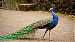 طاووس هندي العين رماح - صورة 2