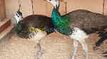 طاووس هندي العين رماح - صورة 1