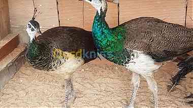 طاووس هندي العين رماح