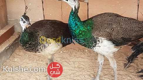 طاووس هندي العين رماح - Image 1