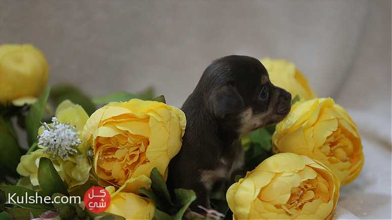 Chihuahua puppy - صورة 1