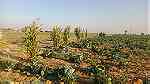 مزرعه 10 فدان للبيع بالقرب من 6 اكتوبر و الشيخ زايد - Image 8