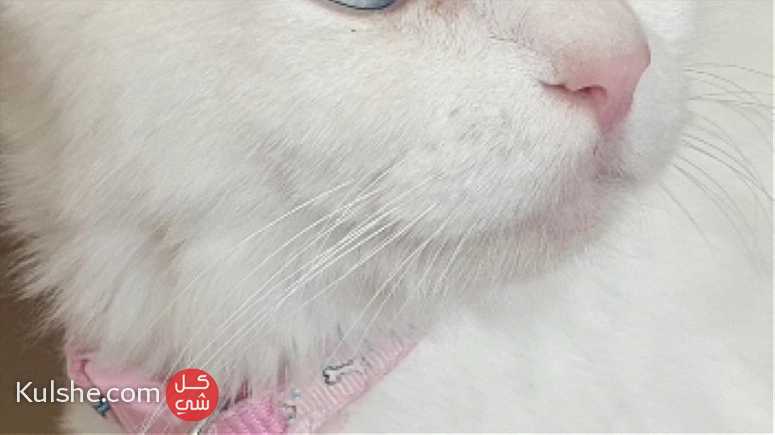 قطه انثى شيرازي - صورة 1
