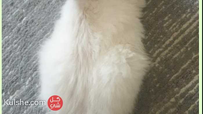 قطه انثى هملايا - صورة 1