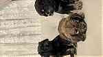 كلاب جراو كوكر للبيع - Image 1