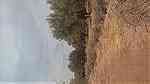 ارض للبيع دوار جنان ضراوي سعادة 40 شجرة زيتون - Image 2