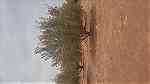 ارض للبيع دوار جنان ضراوي سعادة 40 شجرة زيتون - صورة 3