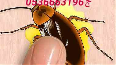 مكافحة الحشرات بالرياض ج0536663196