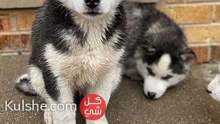 Cute Siberian Husky   Puppies for  sale - صورة 1