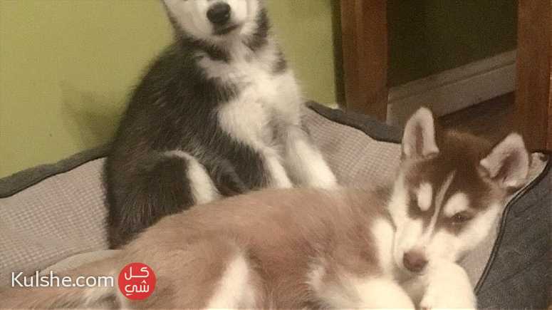 Healthy Siberian Husky   Puppies for  sale - Image 1