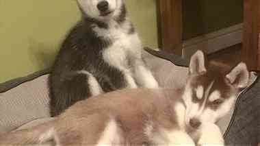 Healthy Siberian Husky   Puppies for  sale