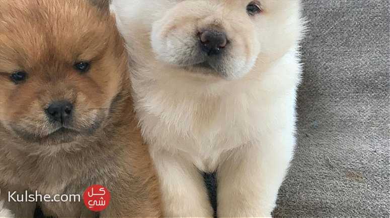 Healthy Chow chow     Puppies for  sale - صورة 1