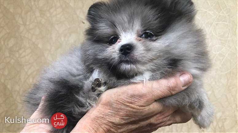 Top Class Teacup Pomeranian    Puppies for  sale - Image 1