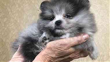Top Class Teacup Pomeranian    Puppies for  sale
