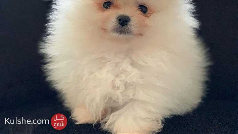 Super  Class Teacup Pomeranian    Puppies for  sale - صورة 1