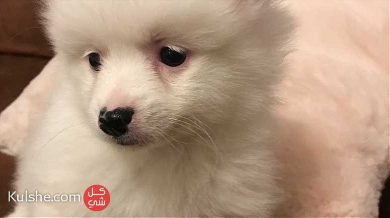 little white Teacup Pomeranian    Puppies for  sale - صورة 1