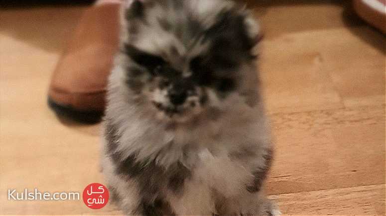 Classic Merle Teacup Pomeranian    Puppies for  sale - Image 1