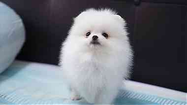 Classic  white male Teacup Pomeranian    Puppies for  sale