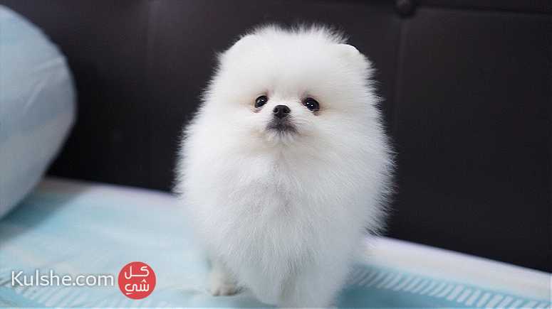 Classic  white male Teacup Pomeranian    Puppies for  sale - Image 1