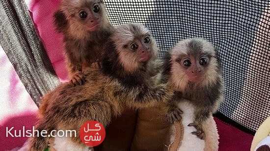 Classic Finger   Marmoset  Monkeys for Sale - صورة 1