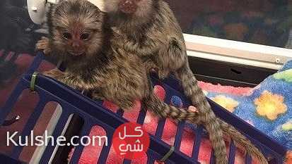 Finger Marmoset  Monkeys for Sale - Image 1