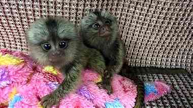 Healthy Finger Marmoset  Monkeys for Sale