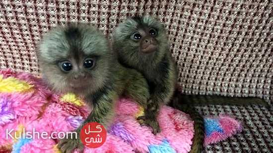 Healthy Finger Marmoset  Monkeys for Sale - صورة 1