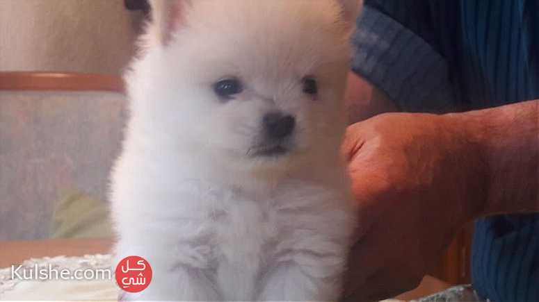Mini  Teacup Pomeranian    Puppies for  sale - Image 1