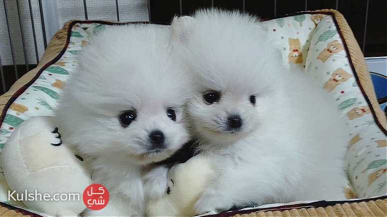 Male  and female   Teacup Pomeranian    Puppies for  sale - Image 1