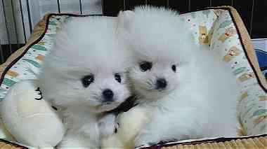 Male  and female   Teacup Pomeranian    Puppies for  sale