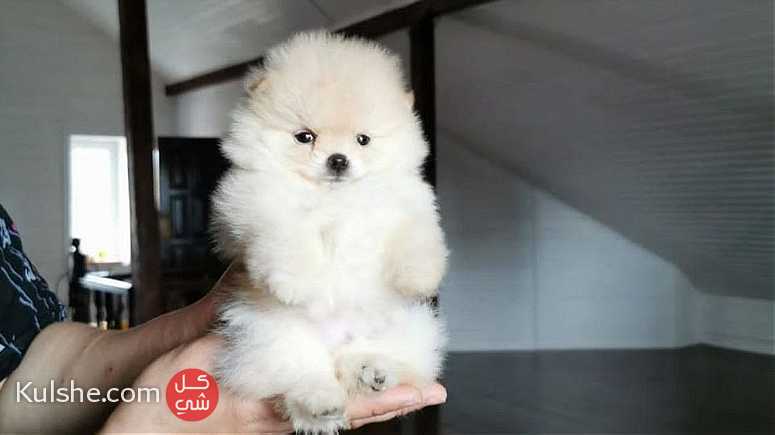 Healthy  Mini  Teacup Pomeranian    Puppies for  sale - صورة 1