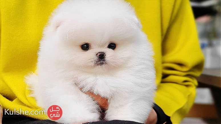 Friendly Mini  Teacup Pomeranian    Puppies for  sale - Image 1