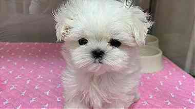 little white Teacup maltese    Puppies for  sale