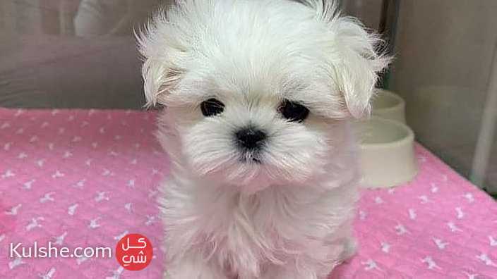 little white Teacup maltese    Puppies for  sale - صورة 1