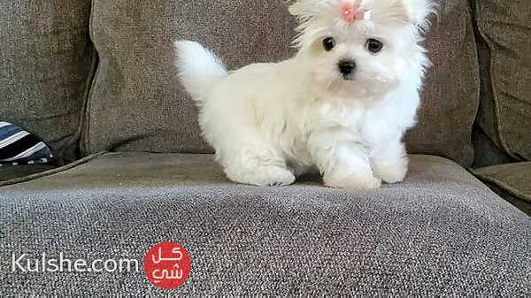 Healthy Mini Teacup Maltese Puppies for  sale - Image 1