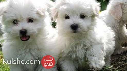 male and  female  white Teacup maltese    Puppies for  sale - Image 1