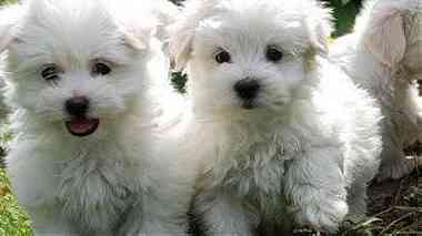 male and  female  white Teacup maltese    Puppies for  sale