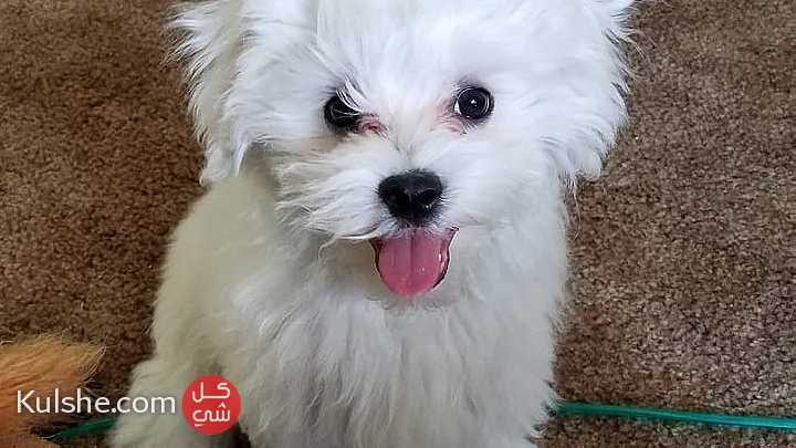 Classic  Teacup maltese    Puppies for  sale - صورة 1