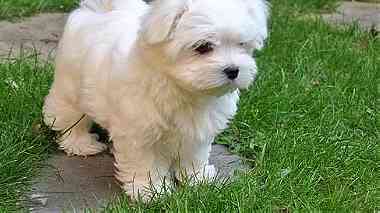 Top quality Teacup maltese    Puppies for  sale