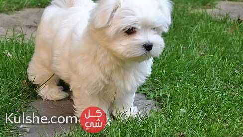 Top quality Teacup maltese    Puppies for  sale - صورة 1