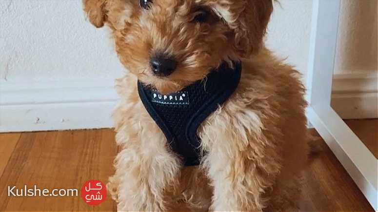 Super  Class toy poodle   Puppies for  sale - Image 1