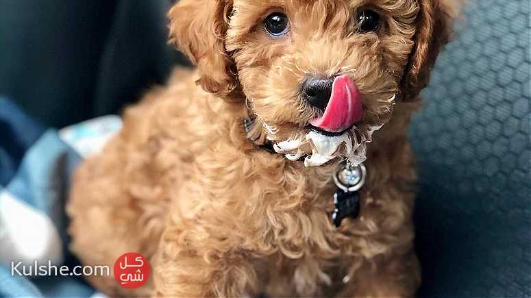 Adorable toy poodle   Puppies for  sale - صورة 1