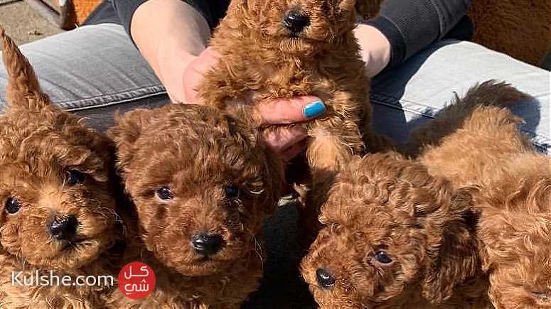 Classic toy poodle   Puppies - Image 1