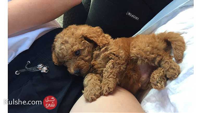 Trained toy poodle   Puppies - Image 1
