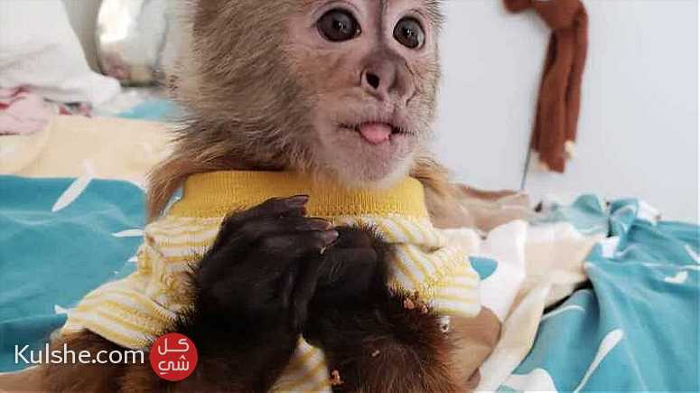 Full Vaccinated Capuchin Monkeys  for  sale - صورة 1